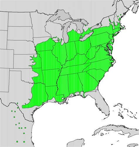 sycamore tree location.